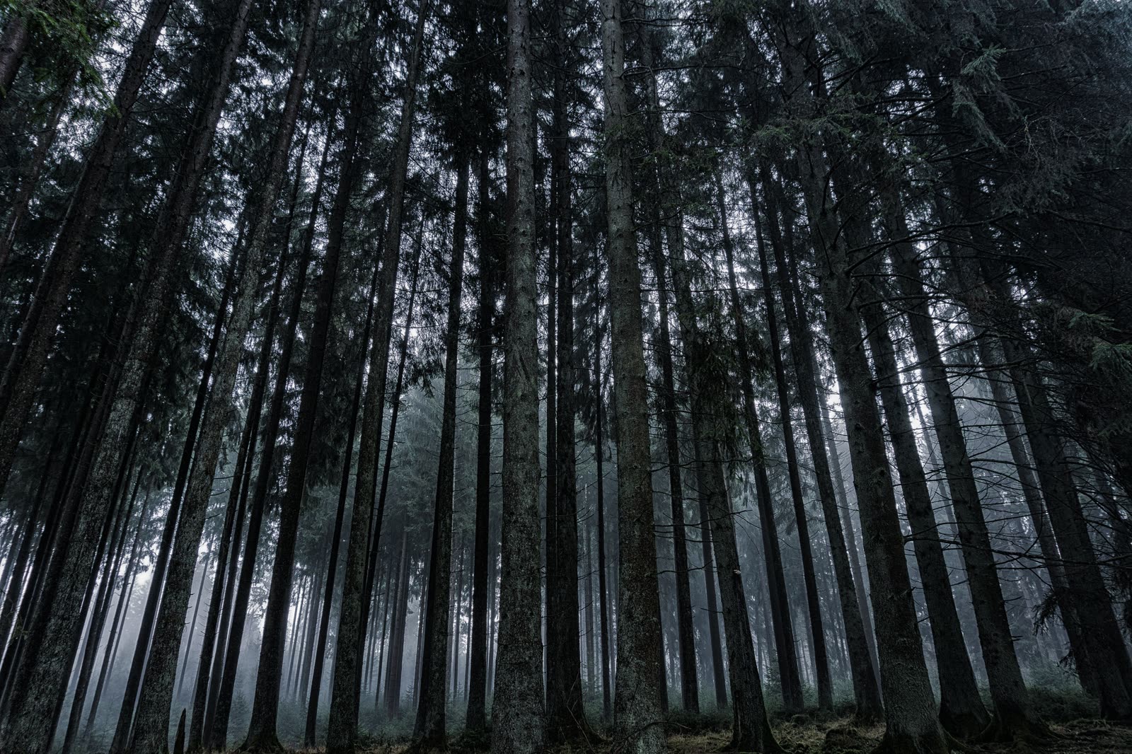 A dark Finnish forest.